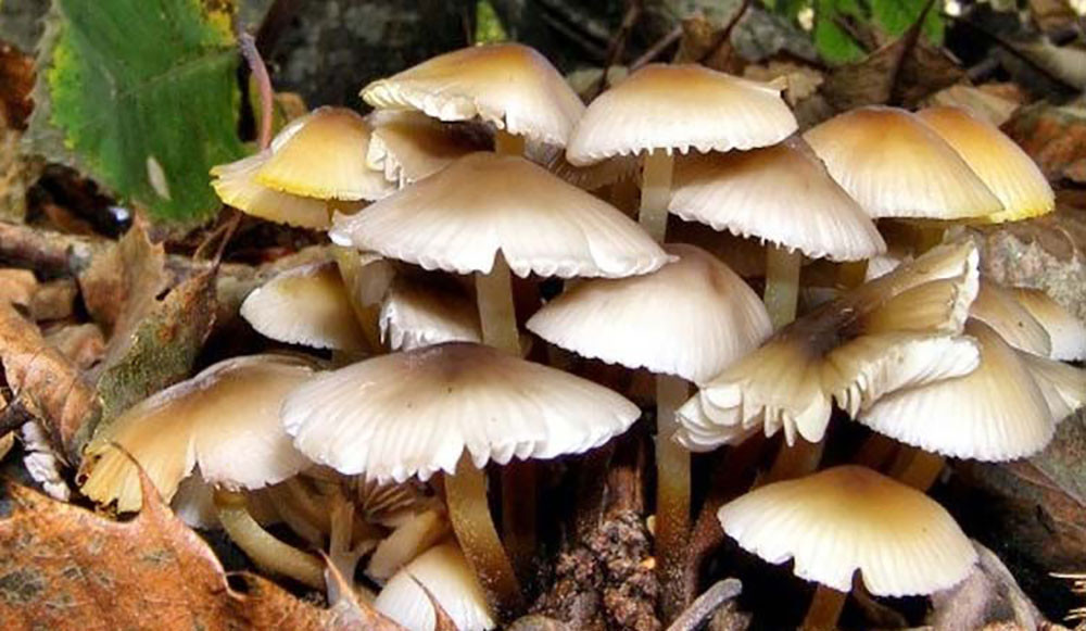 जङ्गली च्याउ खाँदा रोल्पामा एकै परिवारका तीनको मृत्यु