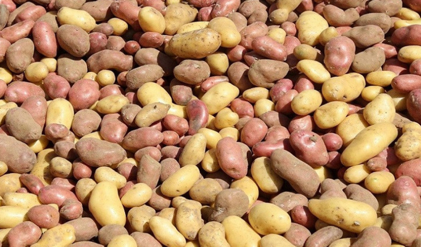 म्याग्दीमा आलु उत्पादन बढ्यो