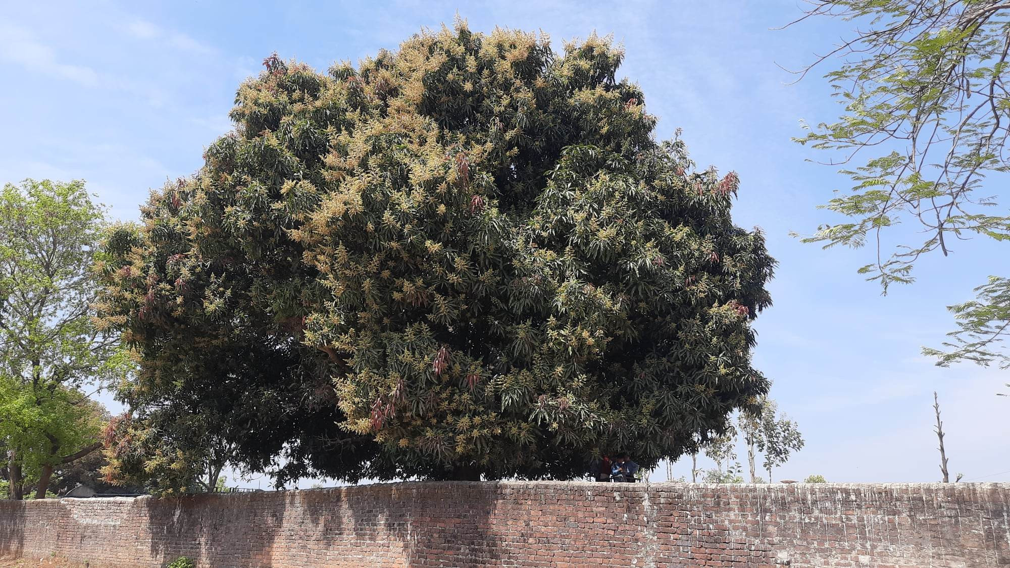 झपक्कै फुल्यो आँप