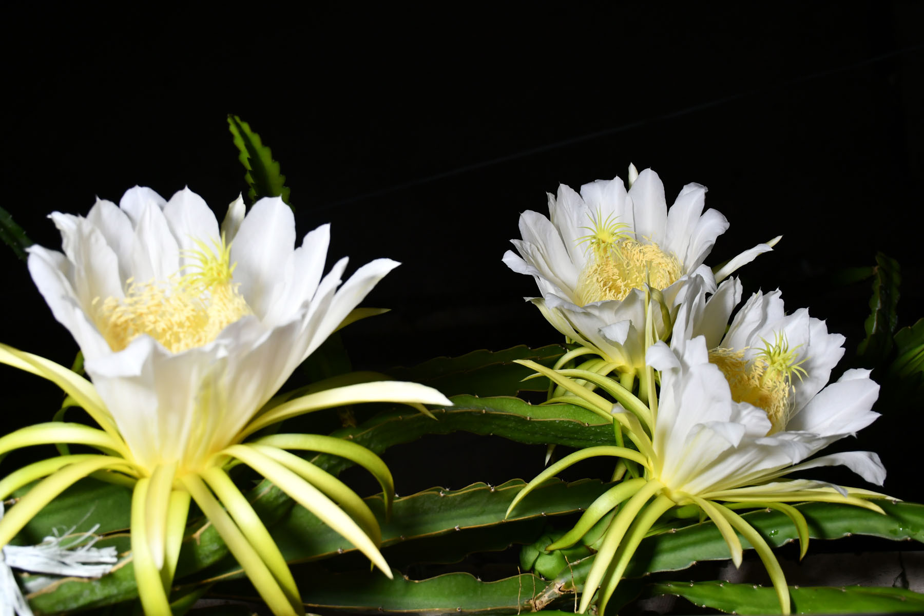 ड्रगन फ्रुटको फूल ‘रातकी रानी’