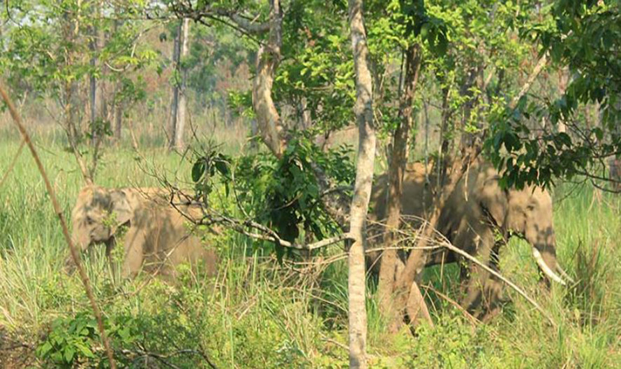 एक महिनामा झापामा हात्तीको आक्रमणबाट तीन जनाको मृत्यु
