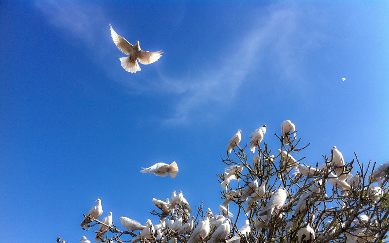 आज अन्तर्राष्ट्रिय शान्तिपूर्ण सहअस्तित्व  दिवस