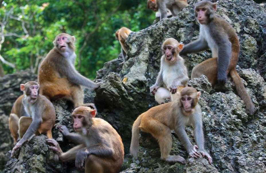 बाँदर आतङ्क रोक्न सांसदको माग
