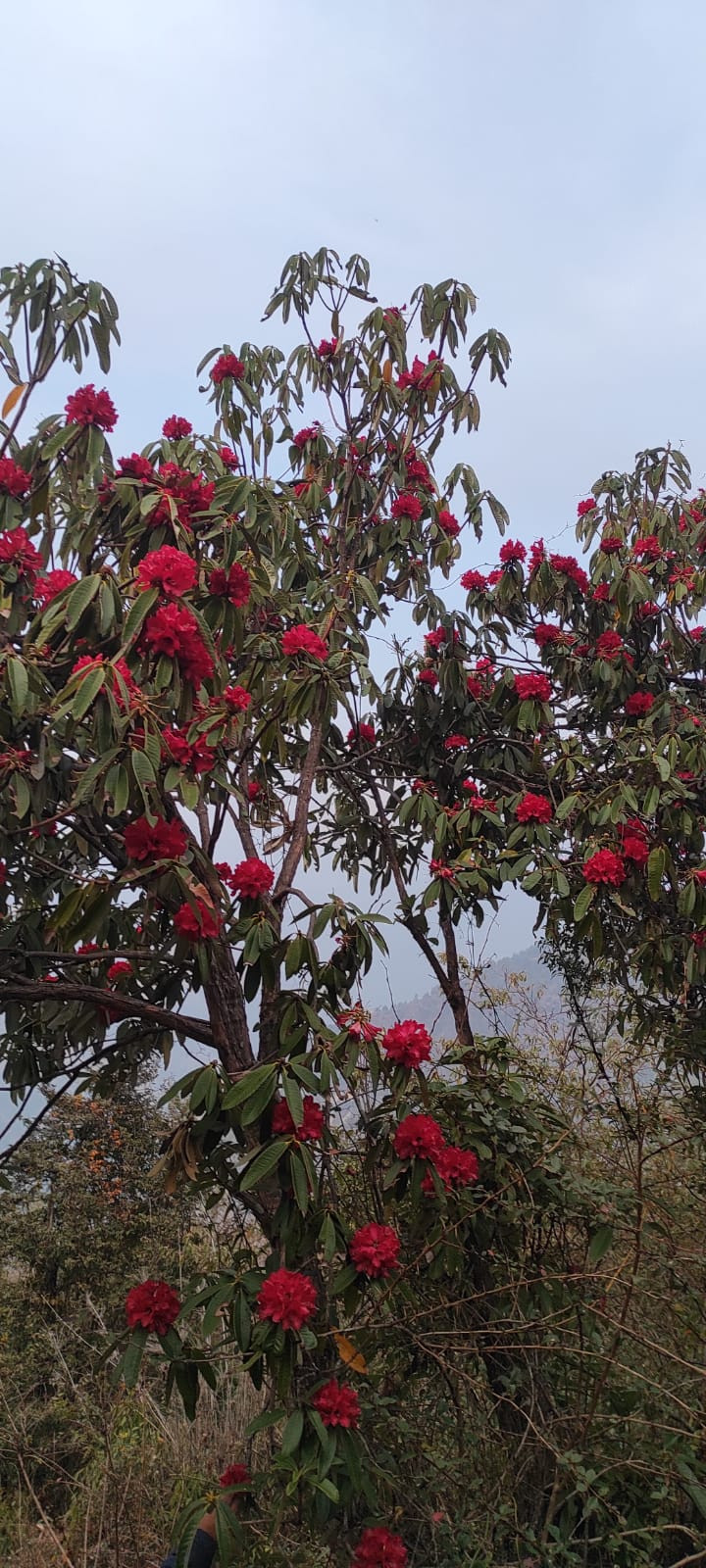 लाङटाङ राष्ट्रिय निकुञ्जको धुन्चे लेक मार्गमा लालिगुरासँले सुन्दरता भर्दै : तस्विर