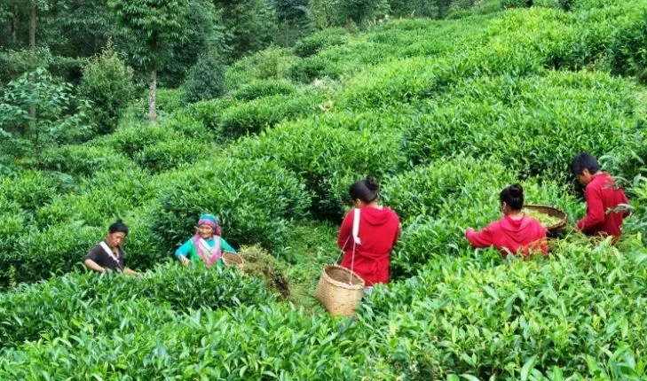 ज्याला वृद्धिको माग राख्दै चिया श्रमिक आन्दोलित