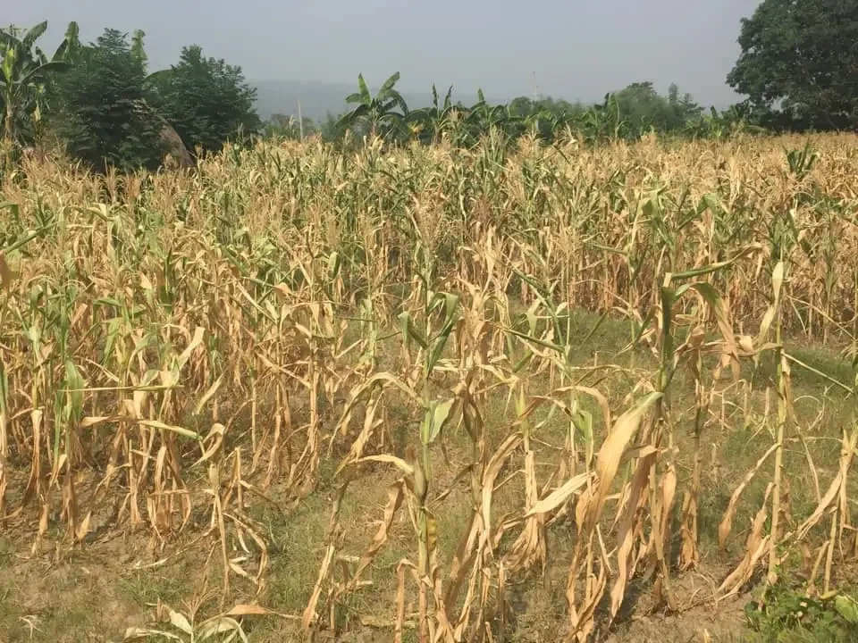 खडेरीले सुक्यो मकै