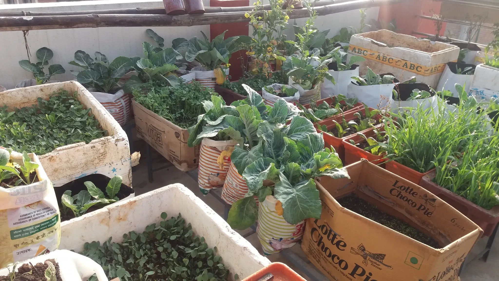 बनेपामा कौसी खेती प्रवर्द्धन कार्यक्रम