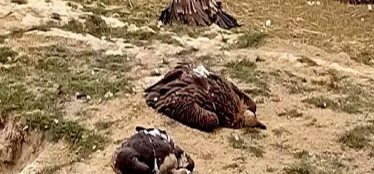 विषाक्त खाना खाँदा गिद्धको मृत्यु