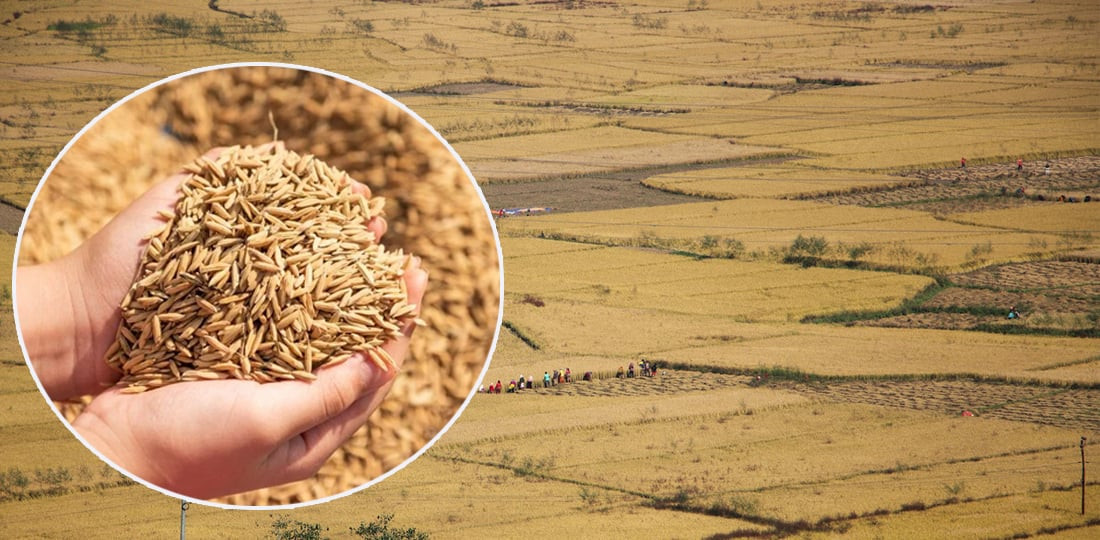 सिरहामा धान खरिद प्रक्रिया सुरु