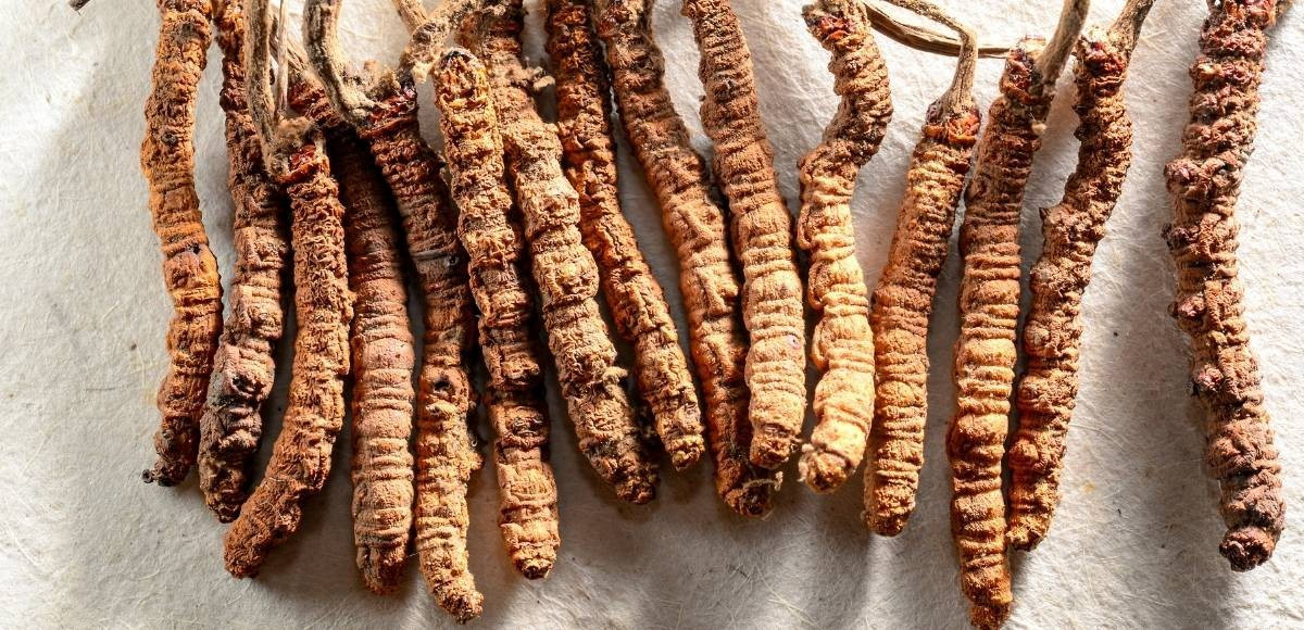 यार्सागुम्बा संकलन गर्नेहरूबाट राज्यकोषमा एक करोड २५ लाख राजस्व