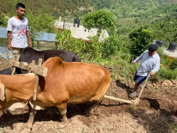 जोखिम मोलेर खेती गर्न बाध्य छन् बिरुवाफाँटका कृषक