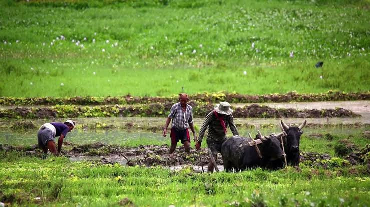 किसानलाई छिट्टै परिचयपत्र प्रदान गर्ने तयारी,किसान सूचीकरणको काममा तीव्रता