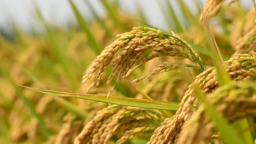 सरकारले चैते धानको समर्थन मूल्य तोक्यो