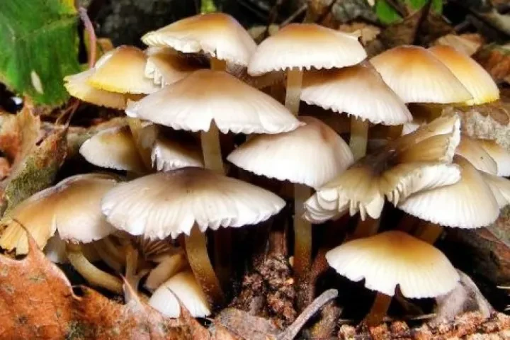 जङ्गली च्याउ खाँदा एकको मृत्यु