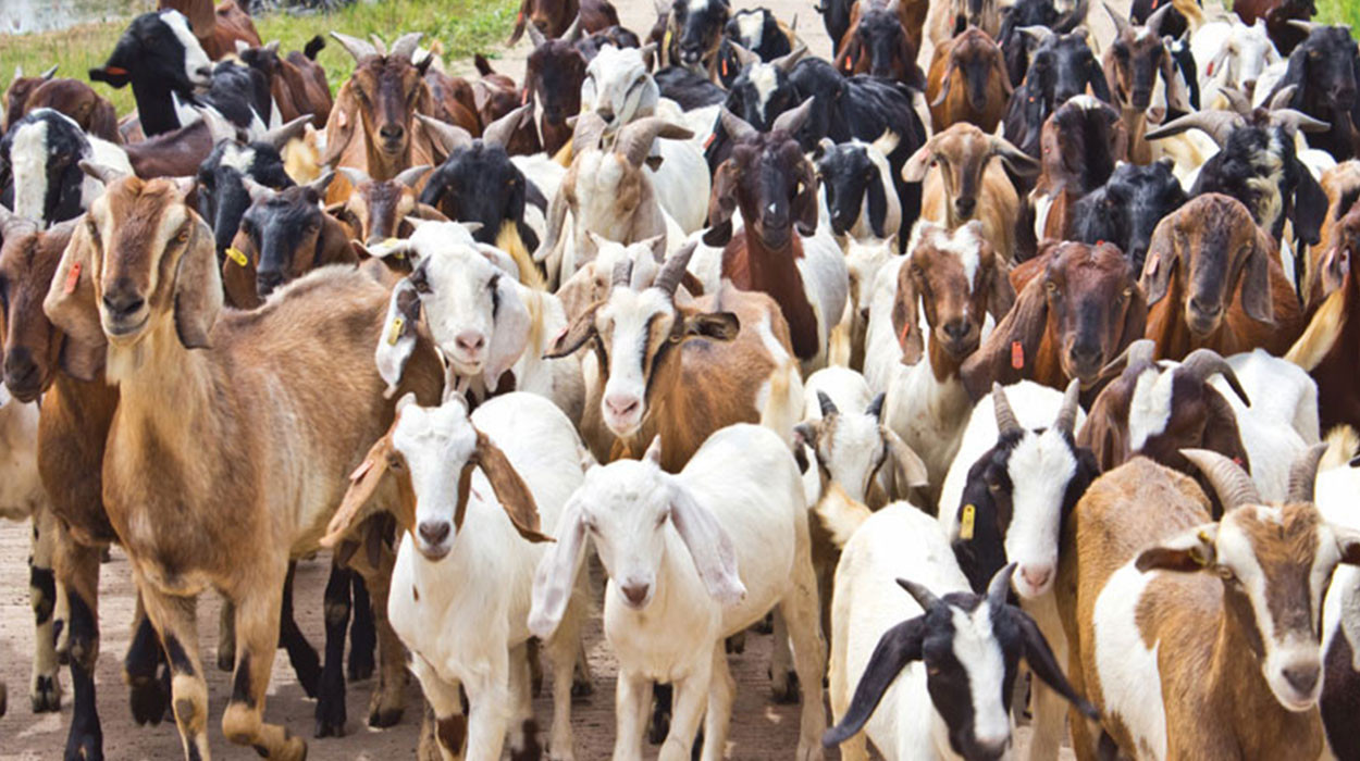खानीगाउँमा घरैपिच्छे बाख्रापालन