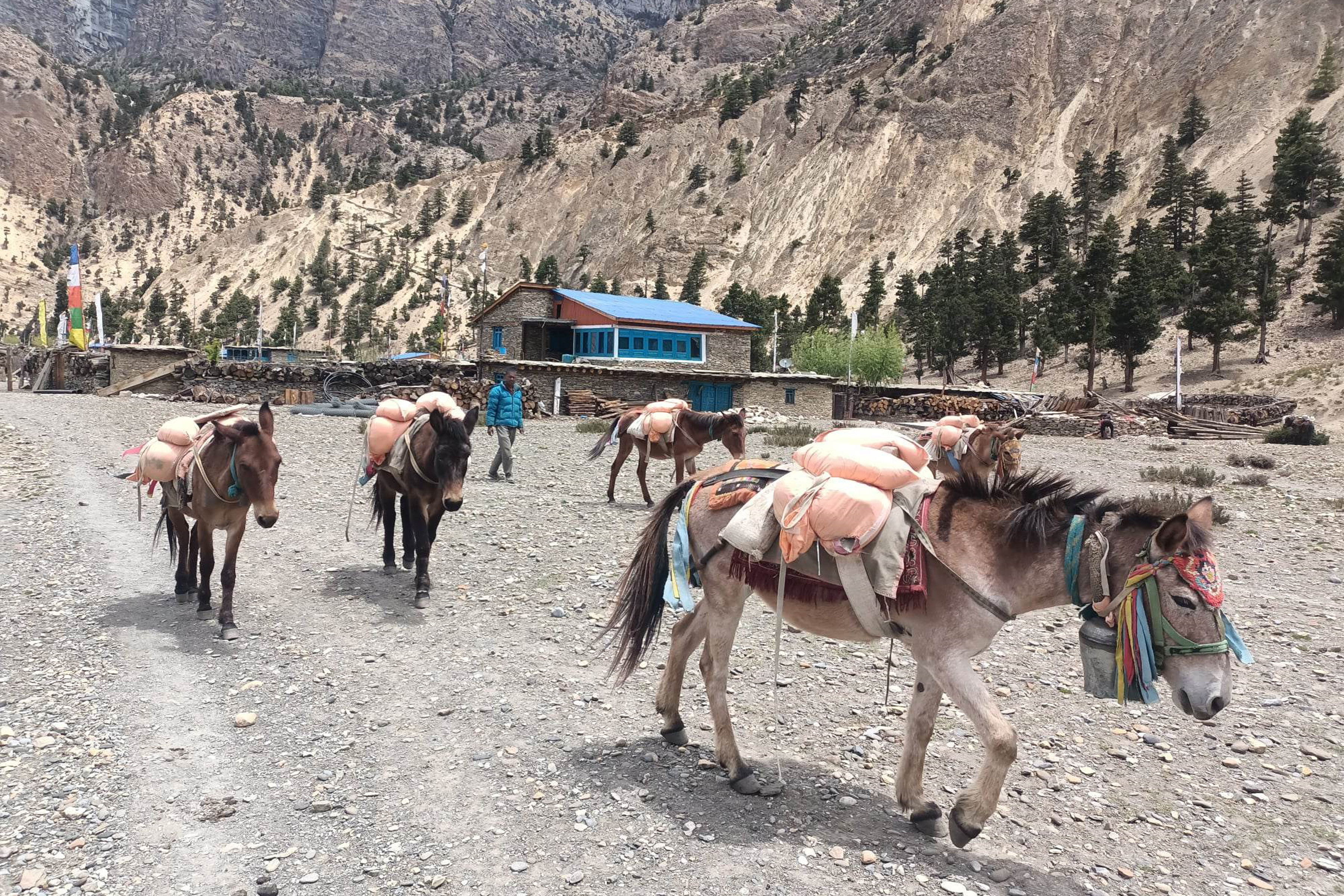 खच्चडमार्फत खाद्यान्न ढुवानी