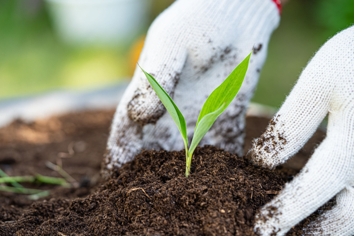 मधेस प्रदेशमा रासायनिक मलको अभाव नहुने
