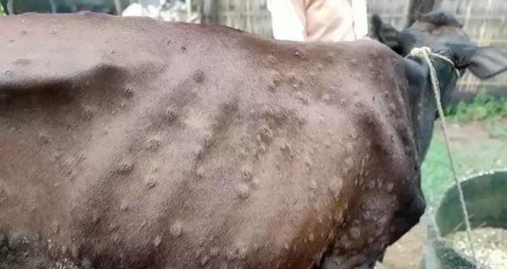 कोशीको अधिकांश जिल्लामा फैलियो ‘लम्पी स्किन’