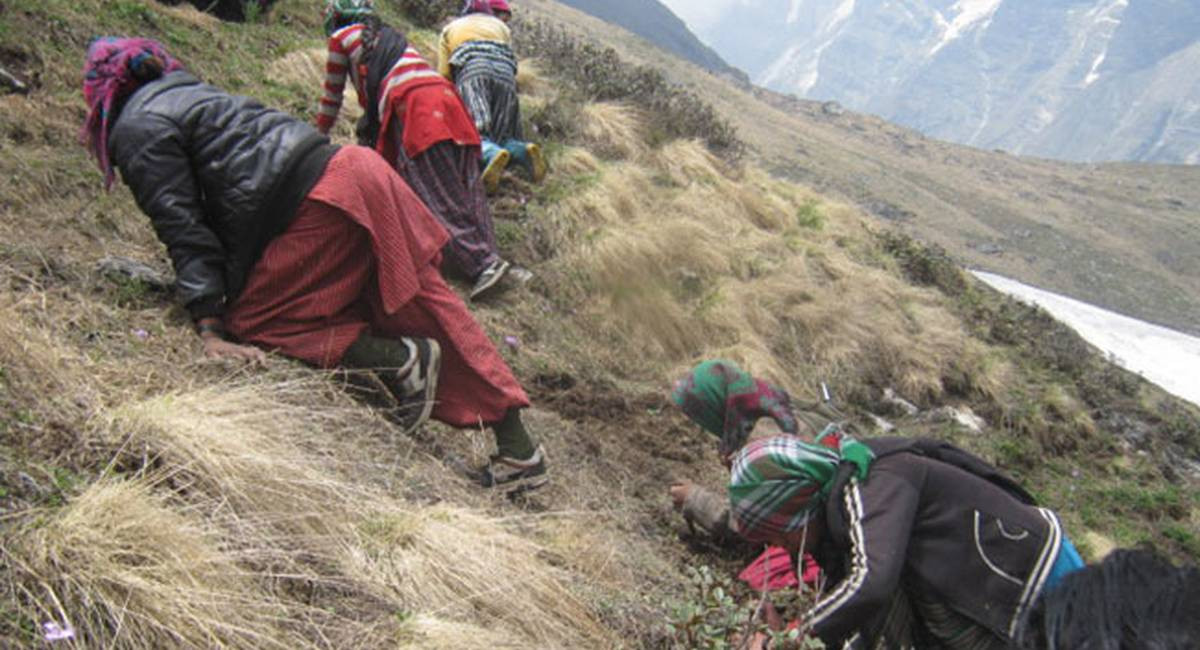 यार्सागुम्बा संकलन गर्न गएका मुगुका चारजनाको मृत्यु