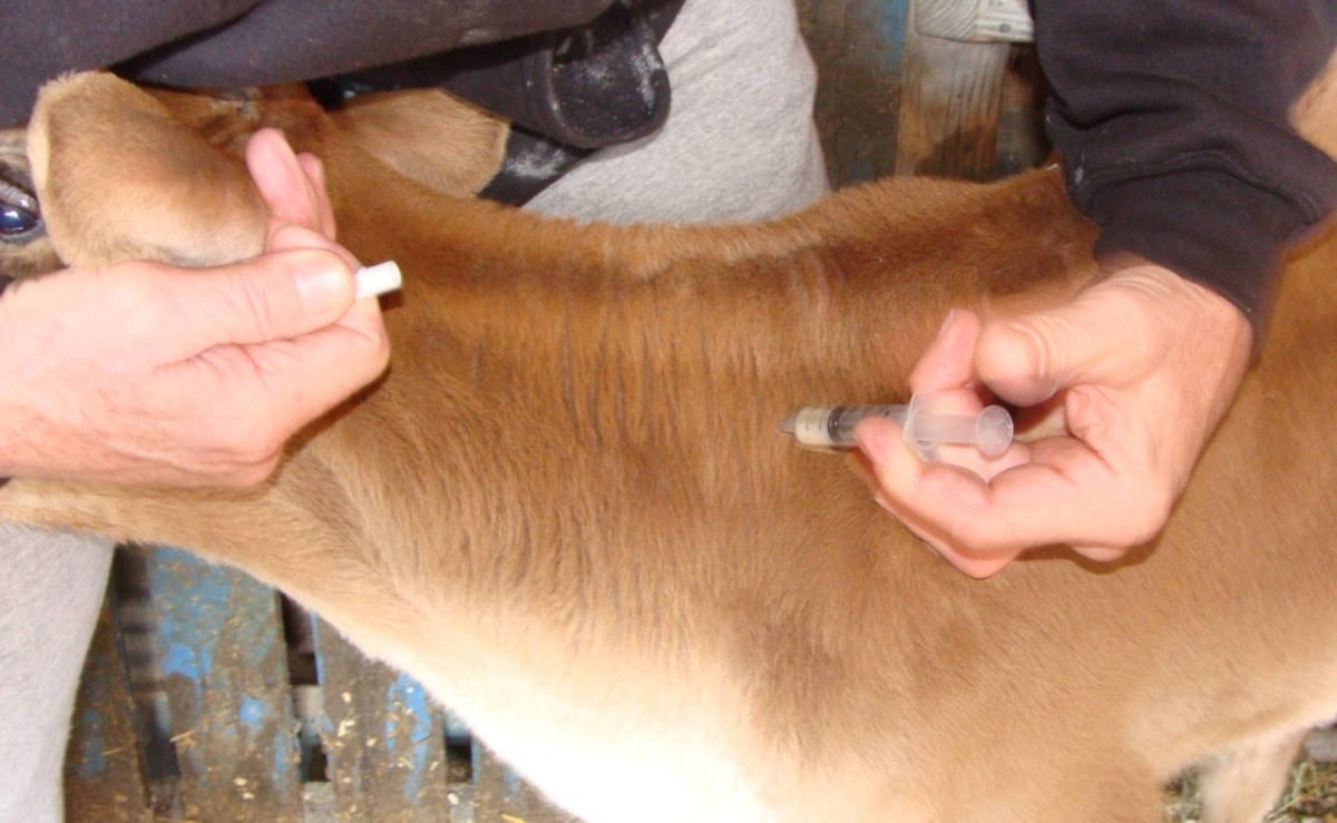 कास्कीमा पशु चौपायामा खोप प्रभावकारी