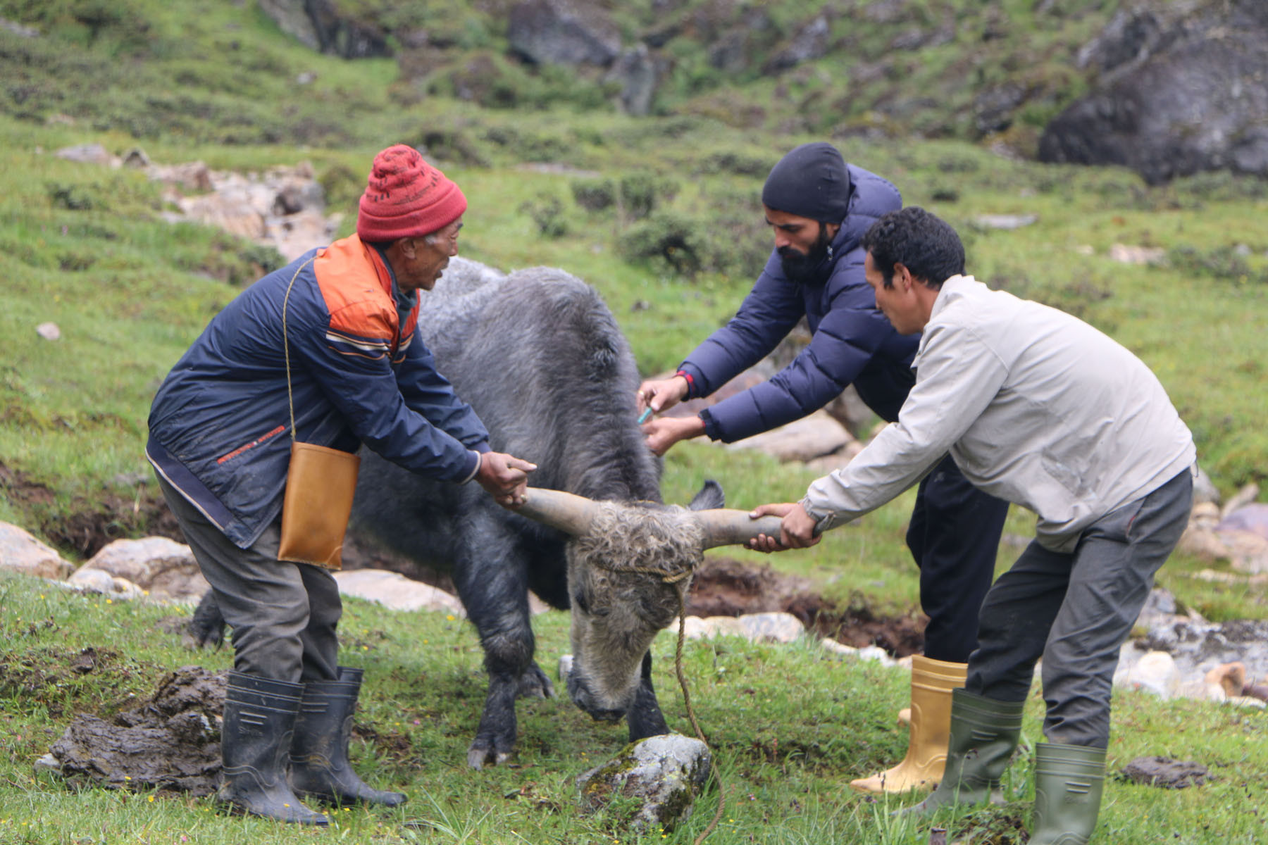 याकलाई लम्पी स्किनविरुद्धको खोप लगाउँदै