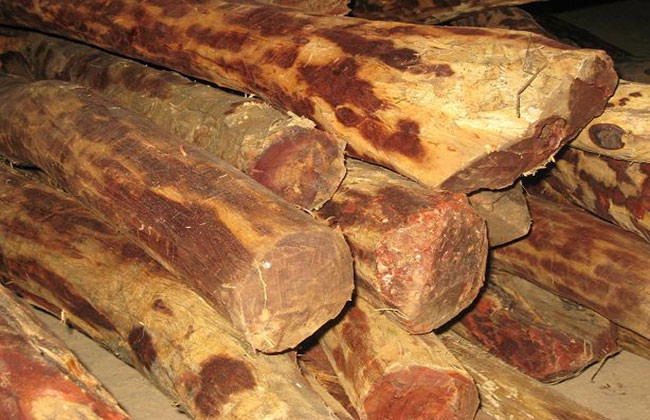 करिब दुई करोडको रक्तचन्दनको तेल अवैध कारोबार