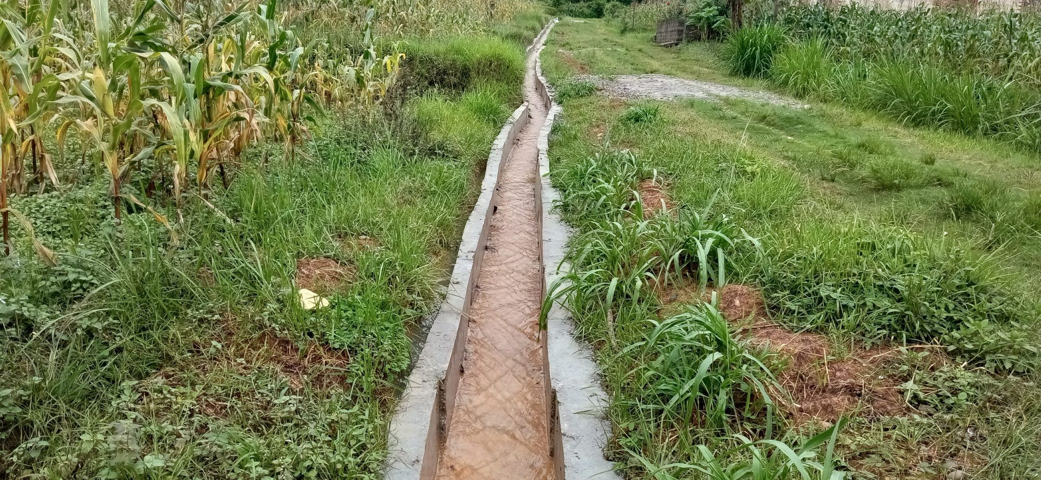 अस्थायी बाँध बाँधेर सिँचाइ गर्दै किसान