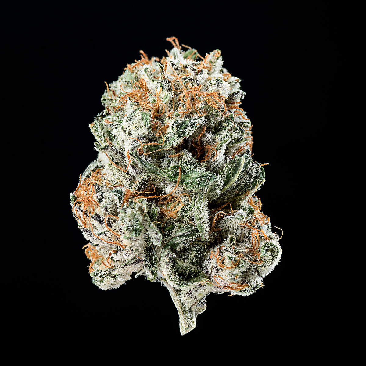 चार क्विन्टल गाँजासहित दुई भारतीय नागरिक पक्राउ