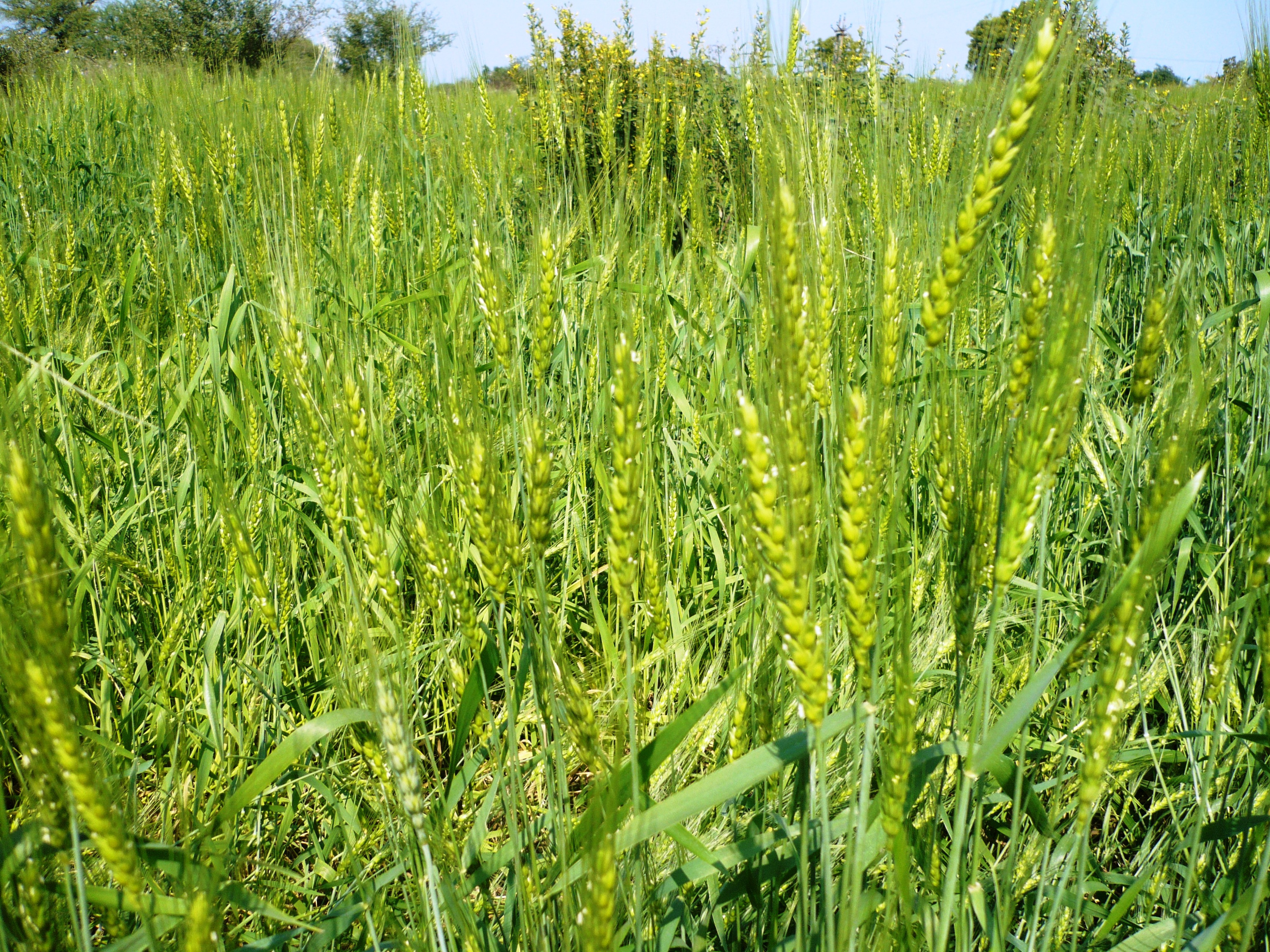 सरकारले बढायो रासायनिक मलको मूल्य