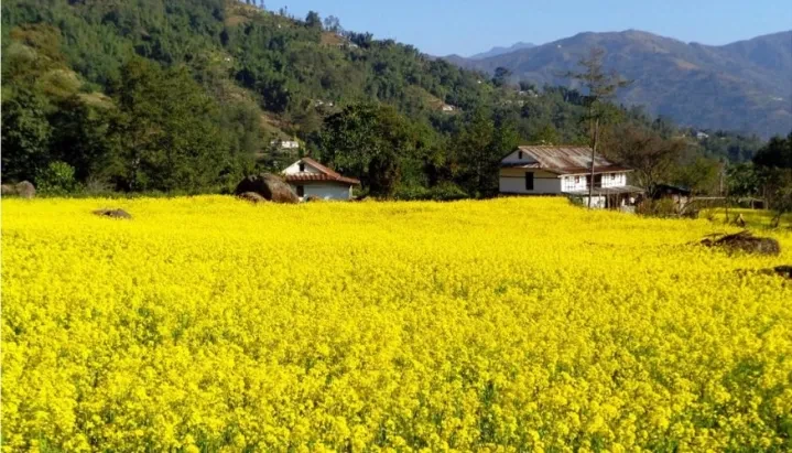केपिलासगढीमा तोरी फलाउने किसानलाई अनुदान रकम वितरण