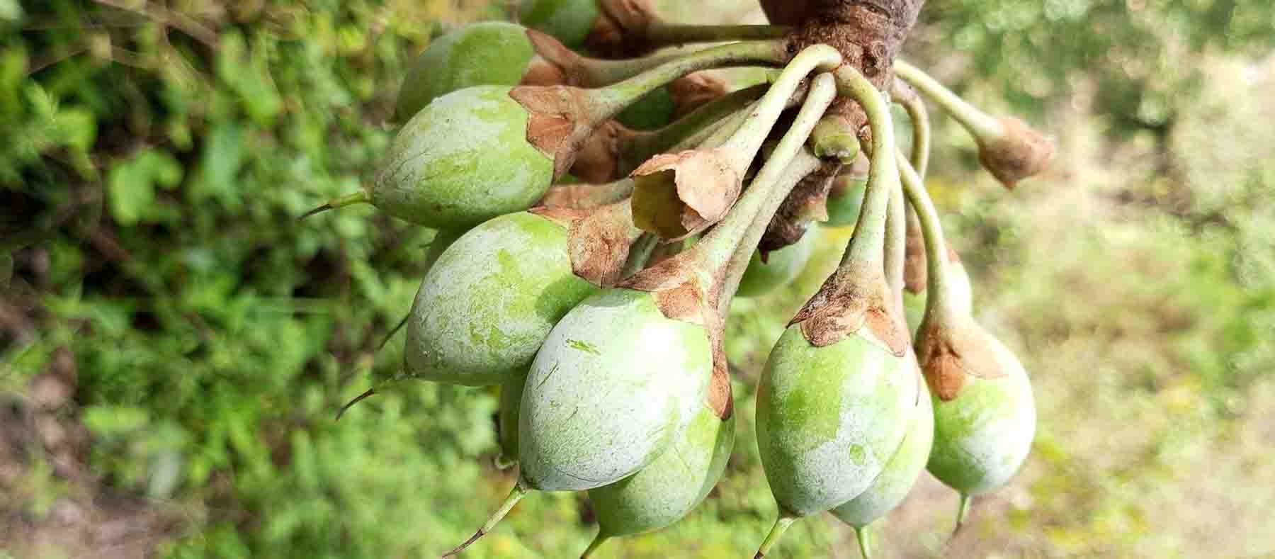 चिउरीको फल