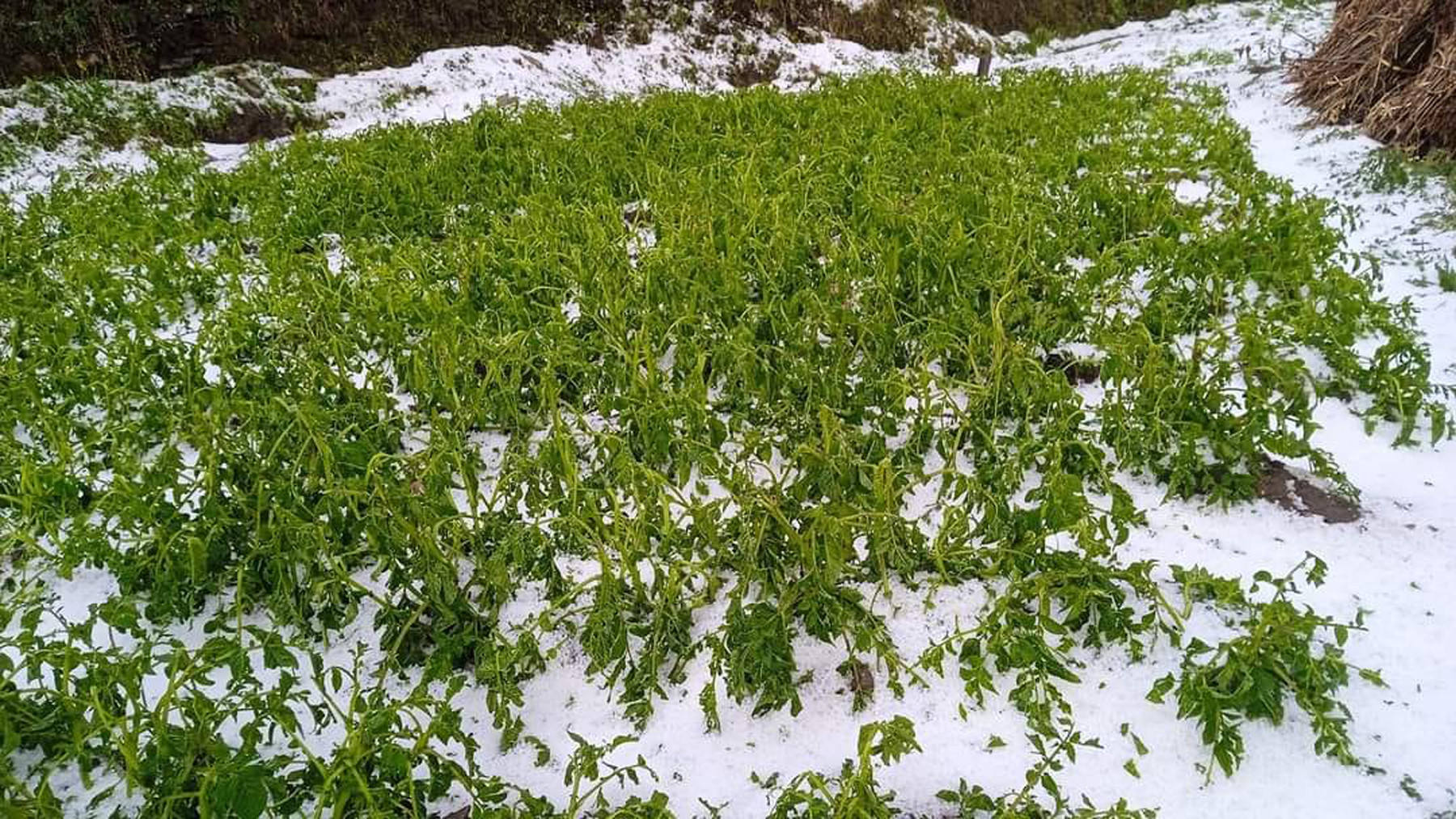 असिनाले क्षति गरेको आलु बाली