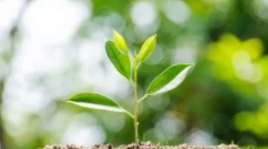 बिरुवा लिन सर्वसाधारणको भीड