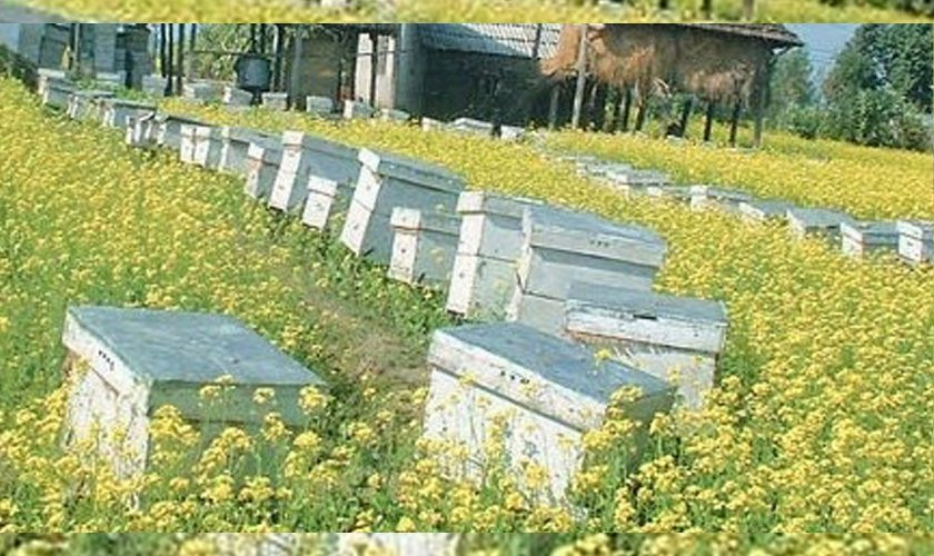 रामपुरमा बालीनालीमा  छरेको विषादीले  मौरी सखाप