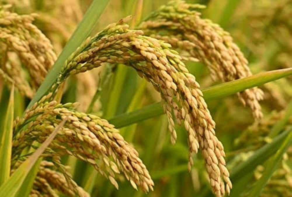 खाद्य कम्पनीले खरिद गर्‍यो ३० हजार क्विन्टल धान