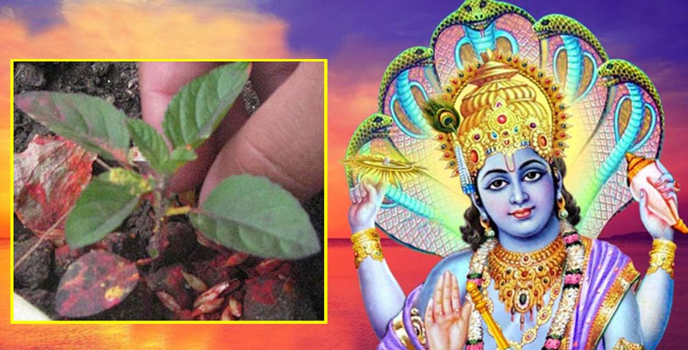 आज हरिशयनी एकादशी : कस्तो छ शास्त्रीय मान्यता ?