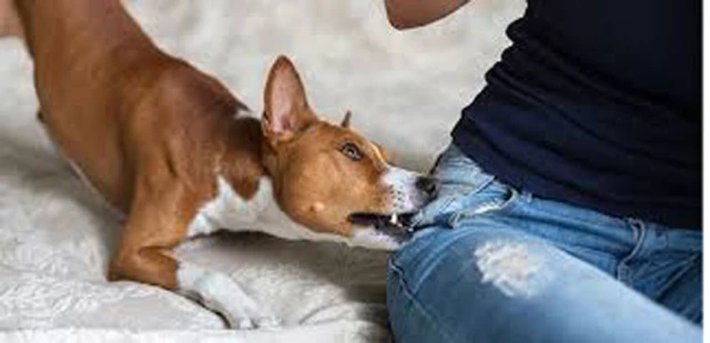 कैलाली र कञ्चनपुरका पशुमा रेबिजको सङ्क्रमण