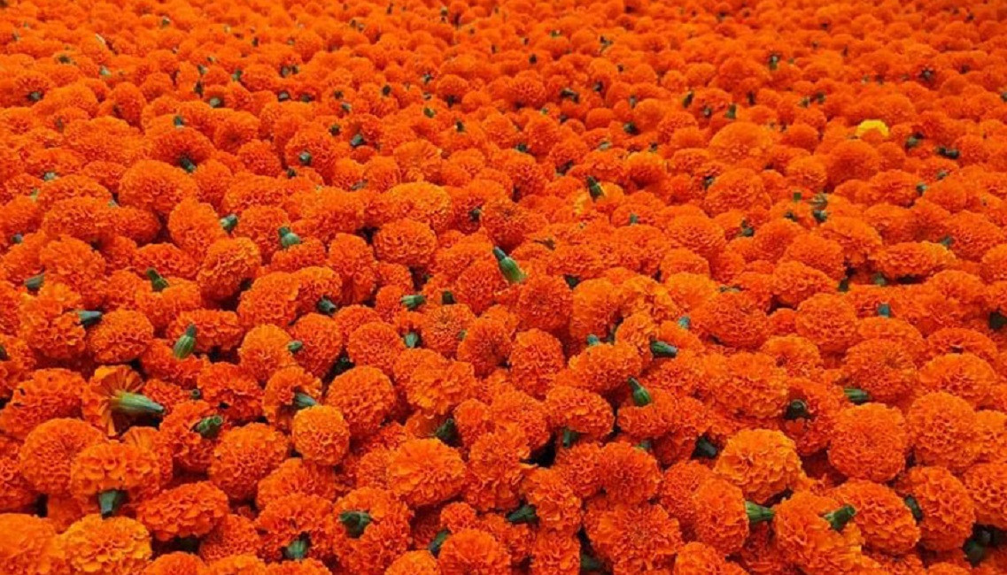 बिक्री नभएपछि खेतमै कुहिन लाग्यो २५ क्विन्टल सयपत्री
