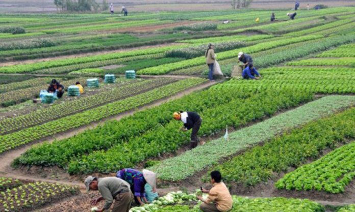 बाली बीमाप्रति किसानको आकर्षण छैन