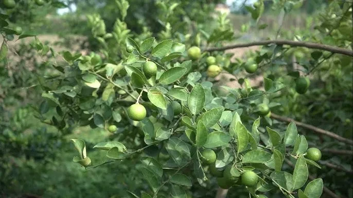 पहिलेको झाडी अहिले कागती बगैँचा