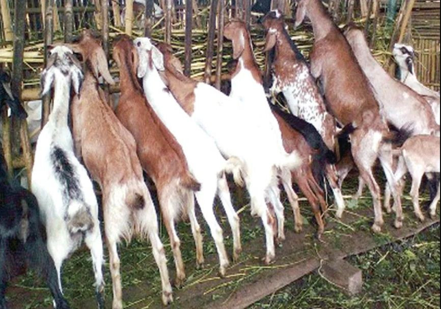 बाख्रापालनको व्यावसायीकरणमा जोड