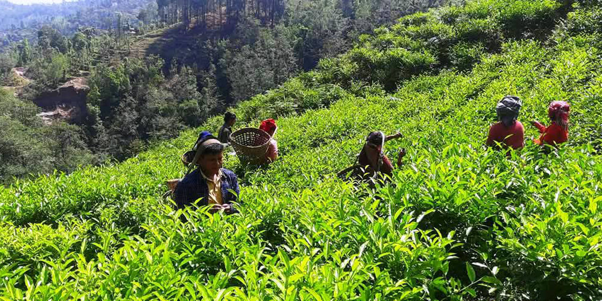 चिया निर्यातमा देखिएको समस्या समाधान गर्नका लागि कार्यदल गठन
