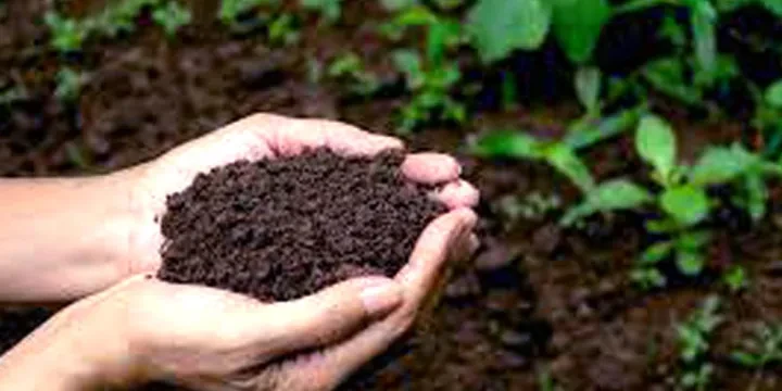 रासायनिक मलले प्रयोगले माटोको गुणस्तर घट्दै