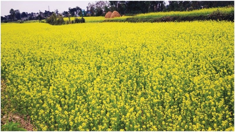 चितवनमा तोरीको उत्पादन बढ्यो