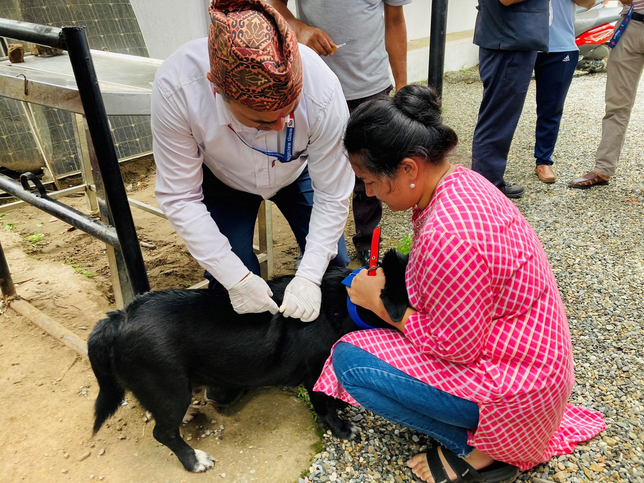 अब कुकुर पाल्न दर्ता अनिवार्य