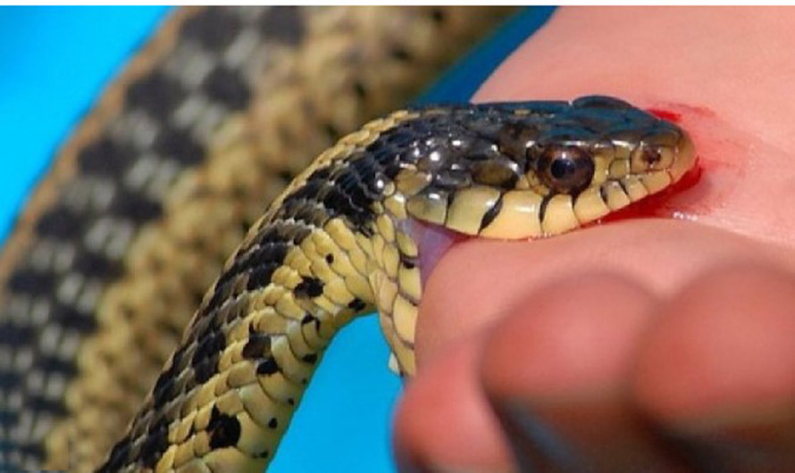 सर्पले टोकेर कपिलवस्तुमा दिदीबहिनीको मृत्यु