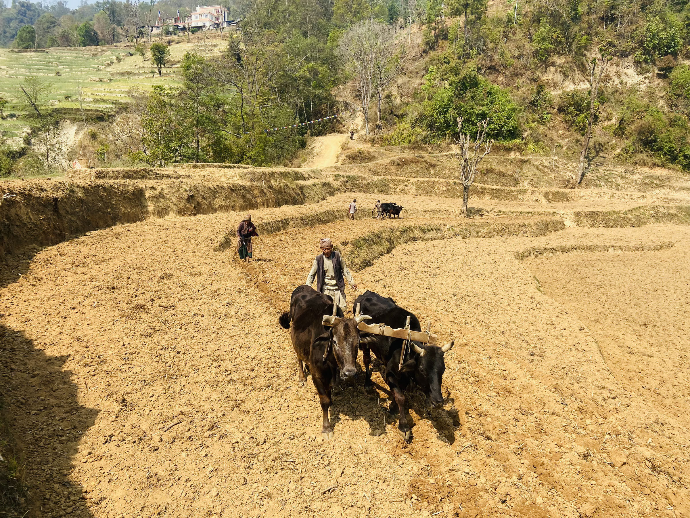 गोरु जोत्दै किसान