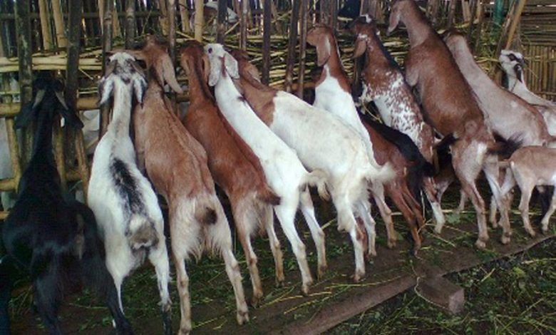 जापानको आम्दानी बाख्रापालनमा लगानी