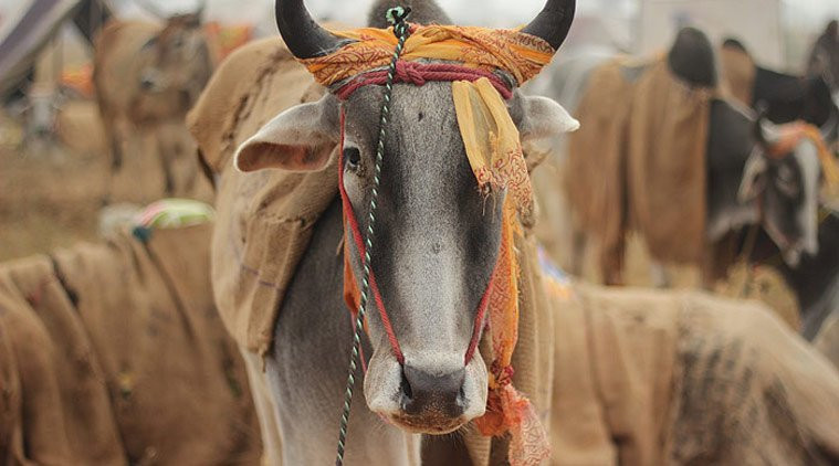 गौ हत्या गर्नेलाई सेवा निषेध