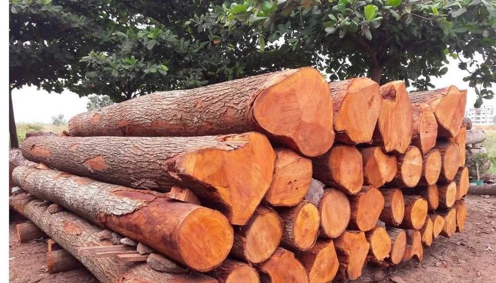 सरकारी संरचनामा स्वदेशी काठ प्रयोग गर्नुपर्ने